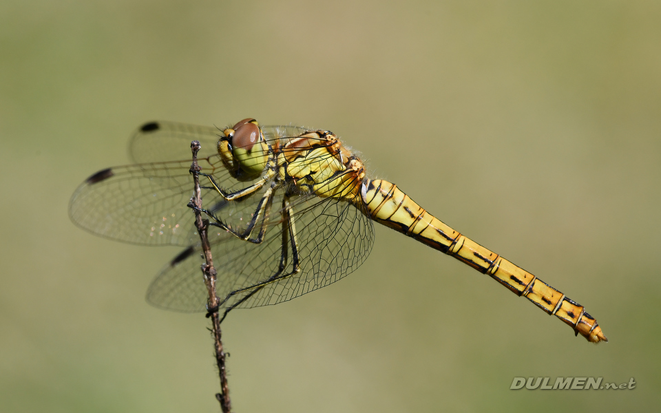 Vagrant darter (Sympetrum vulgatum)